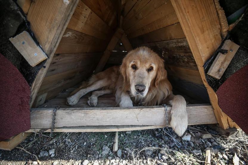 Atık tahtalar sokak köpeklerine yuva oldu