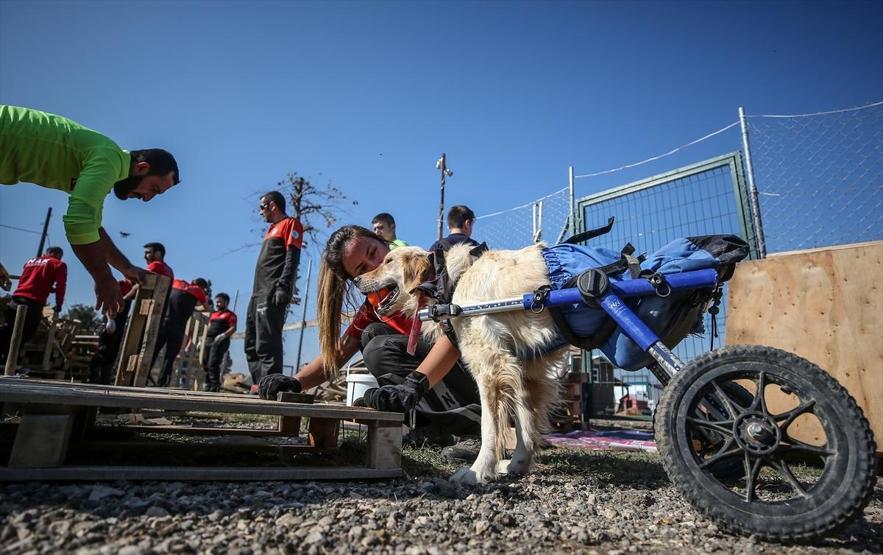 Atık tahtalar sokak köpeklerine yuva oldu