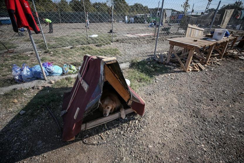 Atık tahtalar sokak köpeklerine yuva oldu