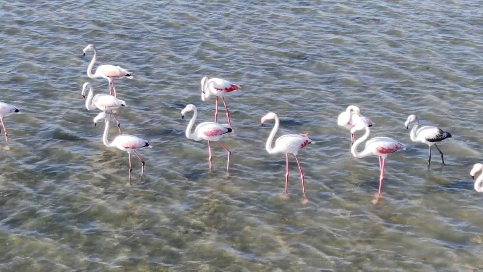 Büyükçekmece Gölünde sürpriz görüntü