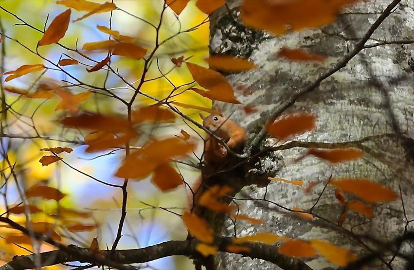 Bolu ve Düzcede büyüleyen doğa görüntüleri
