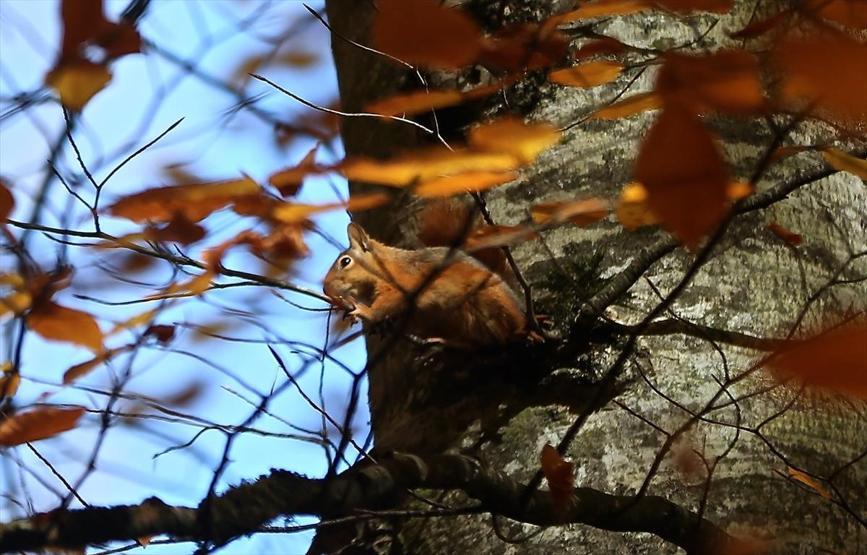 Bolu ve Düzcede büyüleyen doğa görüntüleri
