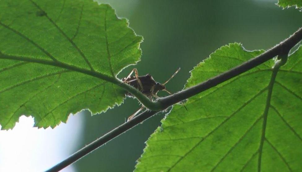 Karadenizde kokarca mücadelesi