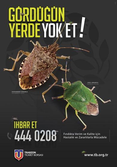 Karadenizde kokarca mücadelesi