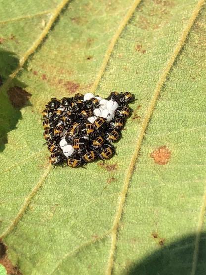 Karadenizde kokarca mücadelesi