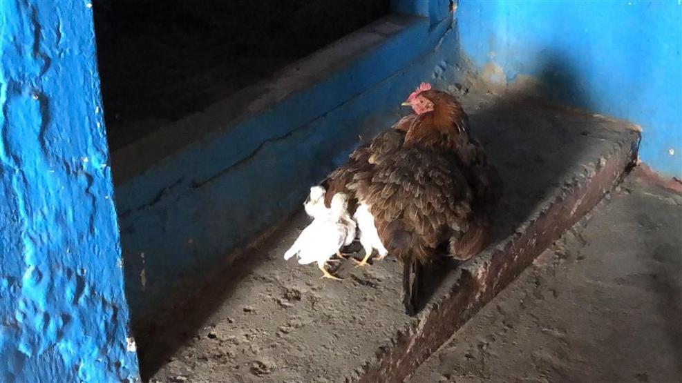 Karsta köylerde kış hazırlığı