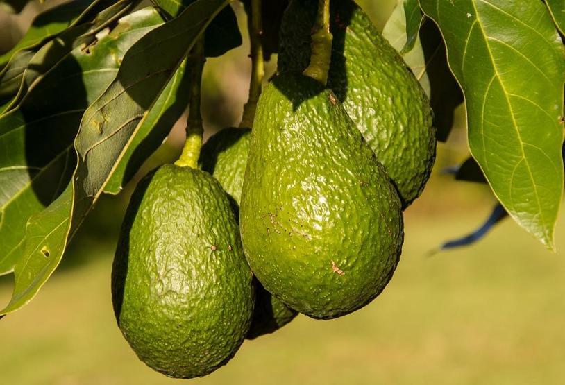 İşte lif kaynağı besinler Kilo vermenize yardımcı oluyor