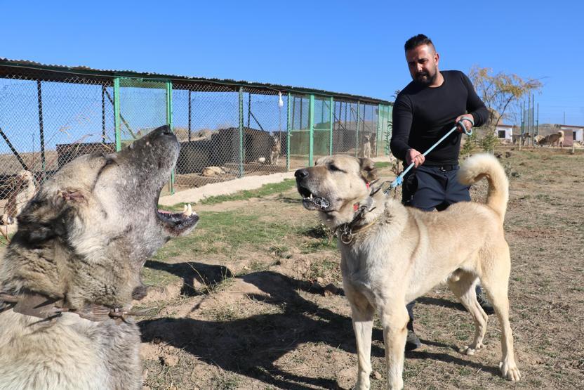 Yavru Kangallar vatan görevi için hazır