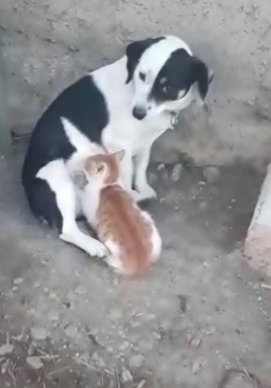 Köpek kediyi emzirip, annelik yapıyor