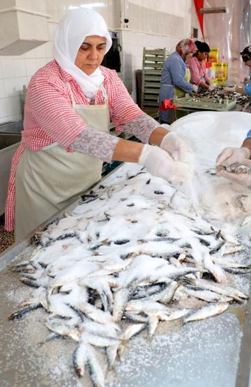 Geliboluda Rumlardan kalma 200 yıllık lezzet; tuzlu balık