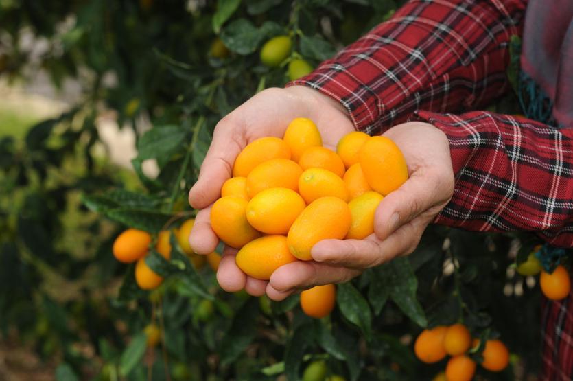 Turunçgillerin atası kamkatın kilosu 20 lira