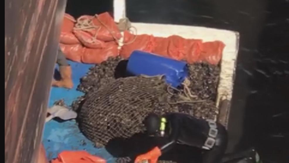 Sanayi bölgesindeki zehirli midyeleri toplarken böyle görüntülendiler