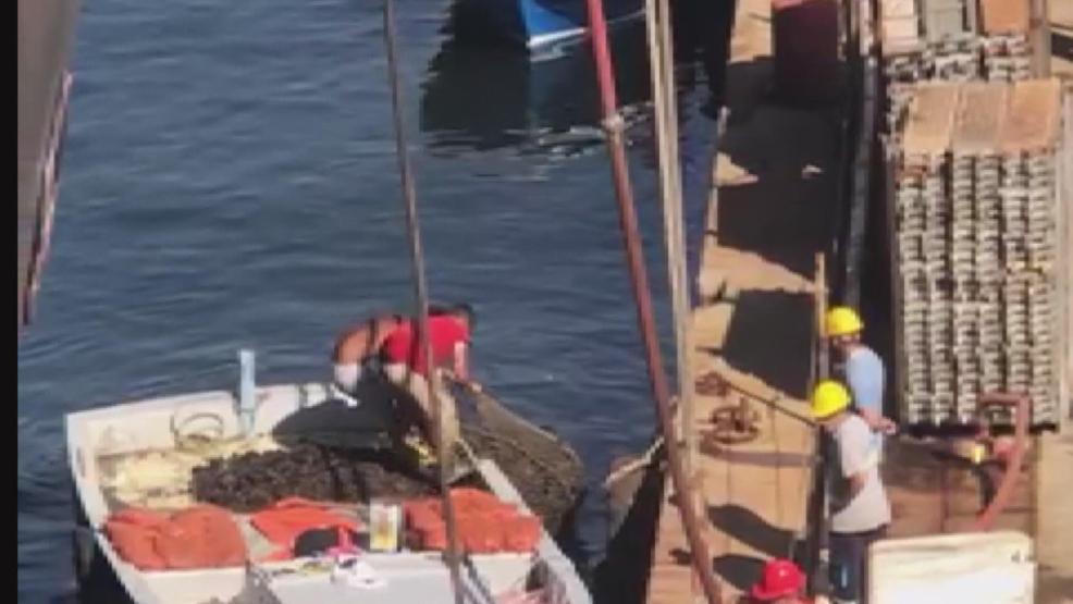 Sanayi bölgesindeki zehirli midyeleri toplarken böyle görüntülendiler