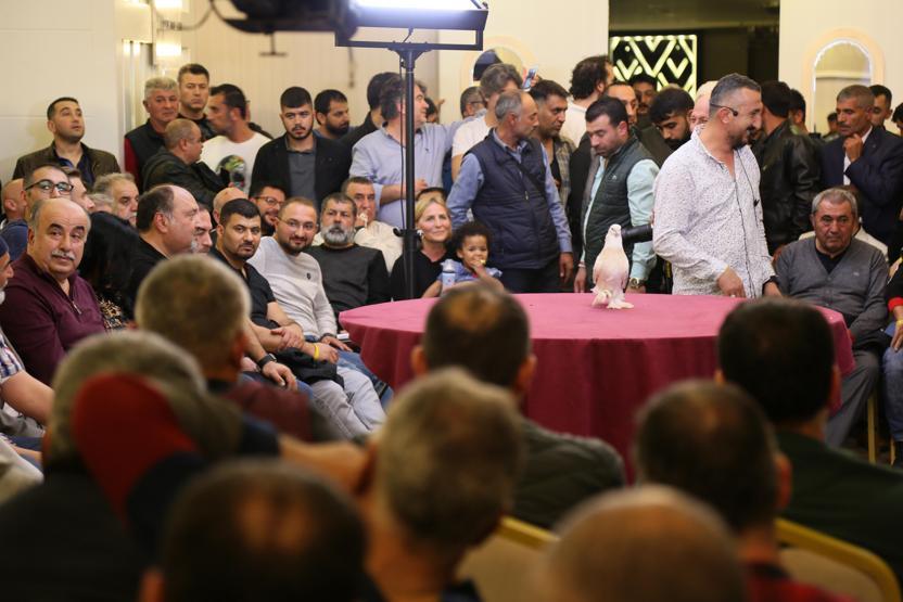 Daire parasına güvercin satışı