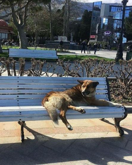 9 yıldır ölen sahibinin gelmesini bekliyor