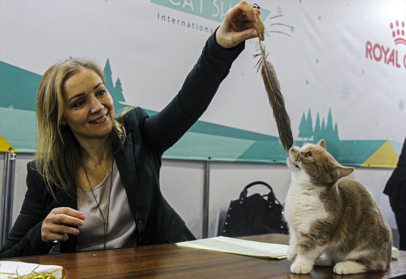 12 ülkeden katıldılar Tam 2 bin kedi