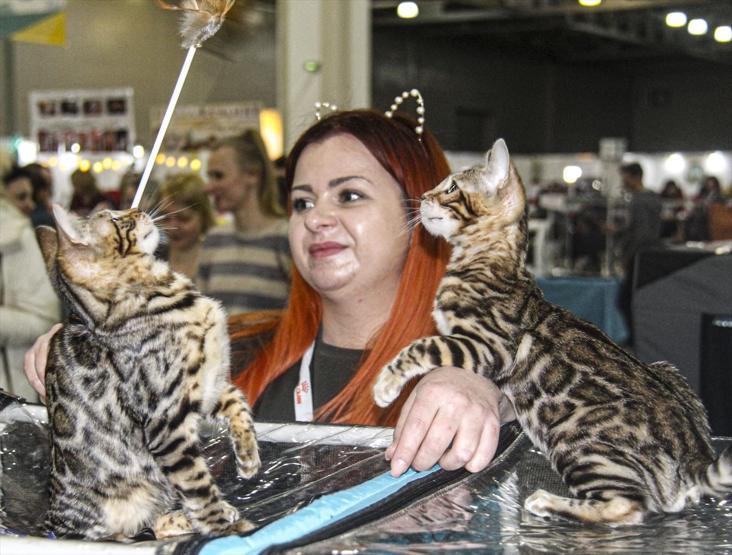 12 ülkeden katıldılar Tam 2 bin kedi