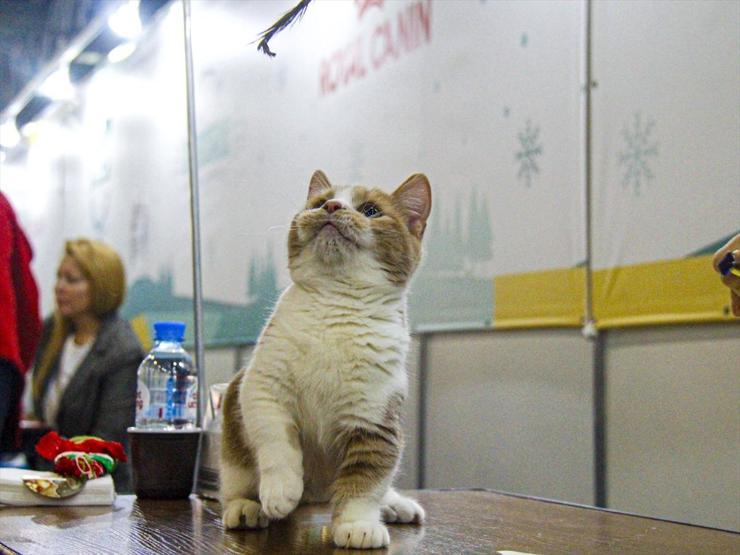 12 ülkeden katıldılar Tam 2 bin kedi