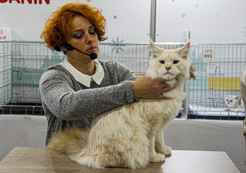 12 ülkeden katıldılar Tam 2 bin kedi