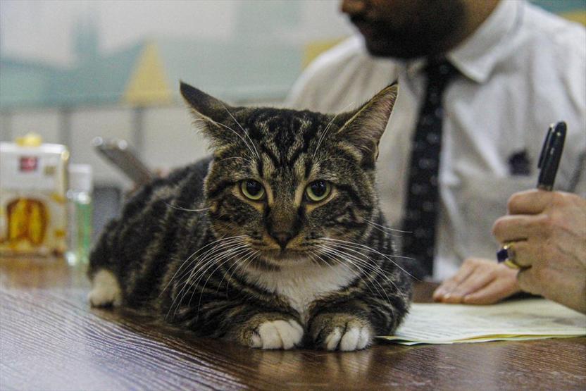 12 ülkeden katıldılar Tam 2 bin kedi