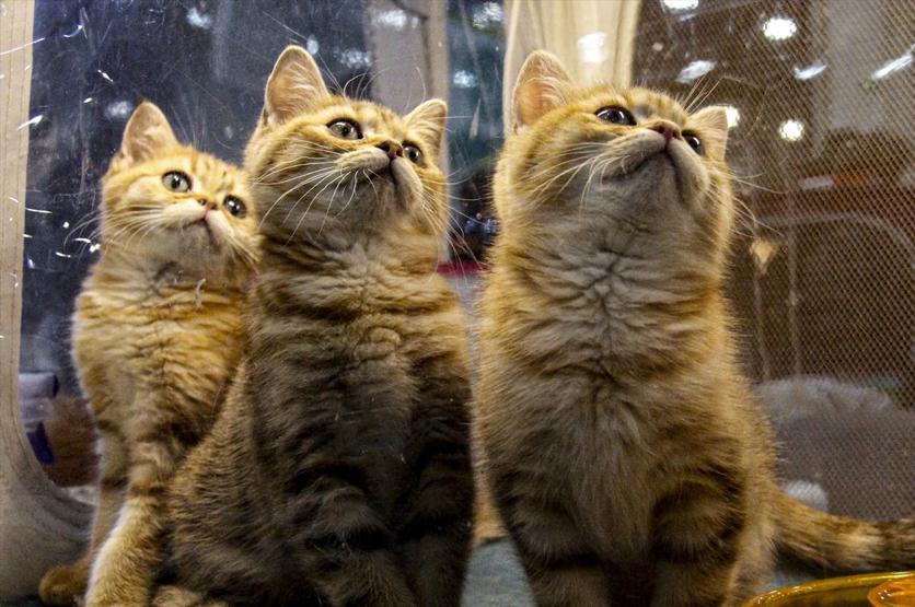 12 ülkeden katıldılar Tam 2 bin kedi