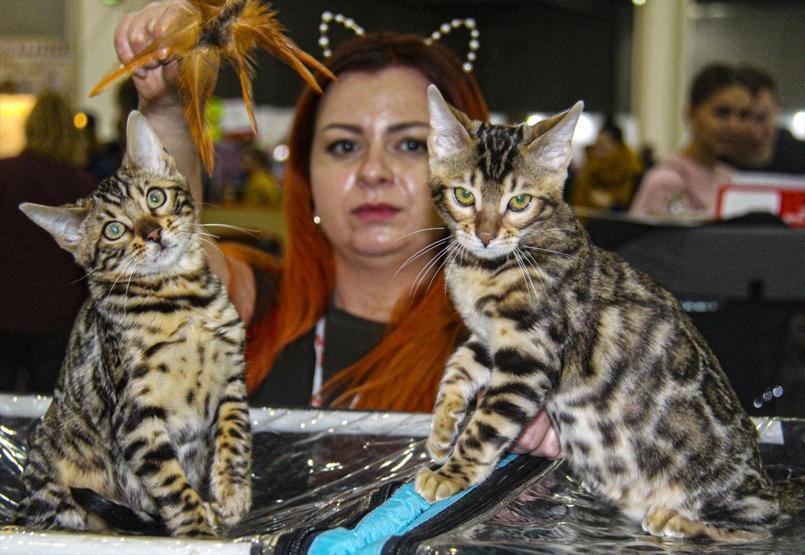 12 ülkeden katıldılar Tam 2 bin kedi