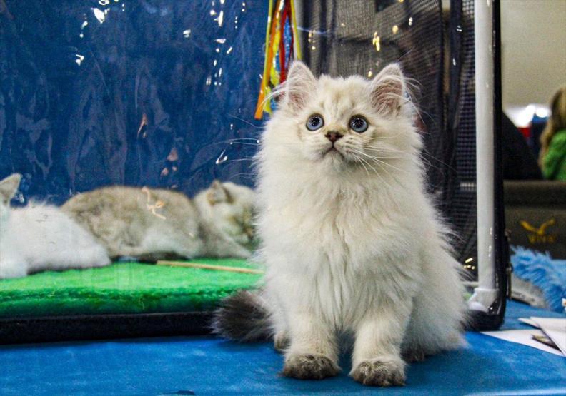 12 ülkeden katıldılar Tam 2 bin kedi