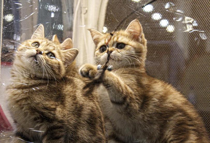 12 ülkeden katıldılar Tam 2 bin kedi