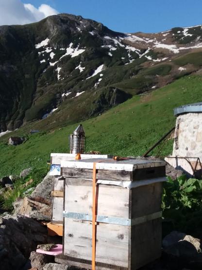 Kestane balı tam bir şifa deposu