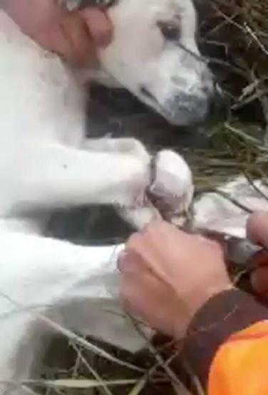 Avcılar ölüme terk edilen 3 köpeği kurtardı