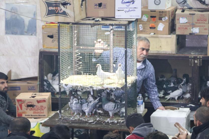 İhale usulü güvercin satışına yoğun ilgi