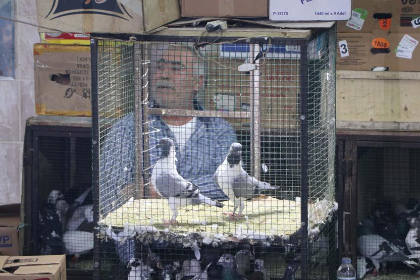 İhale usulü güvercin satışına yoğun ilgi