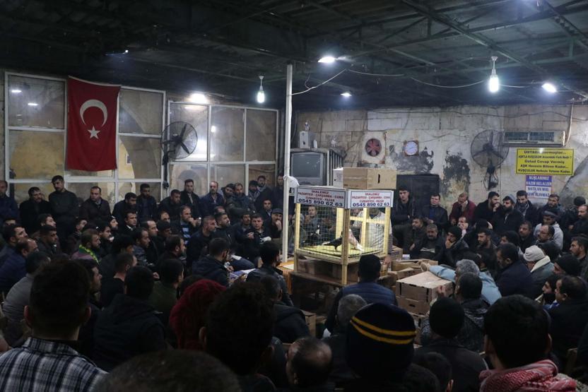 İhale usulü güvercin satışına yoğun ilgi