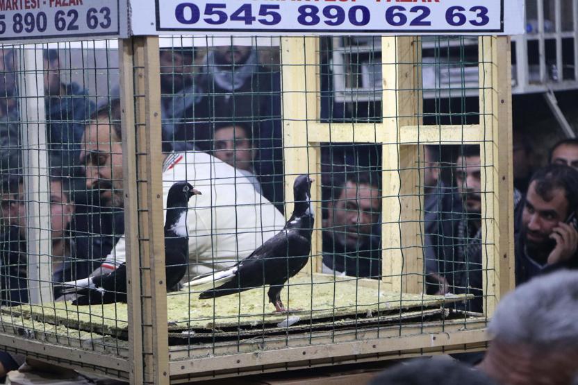 İhale usulü güvercin satışına yoğun ilgi