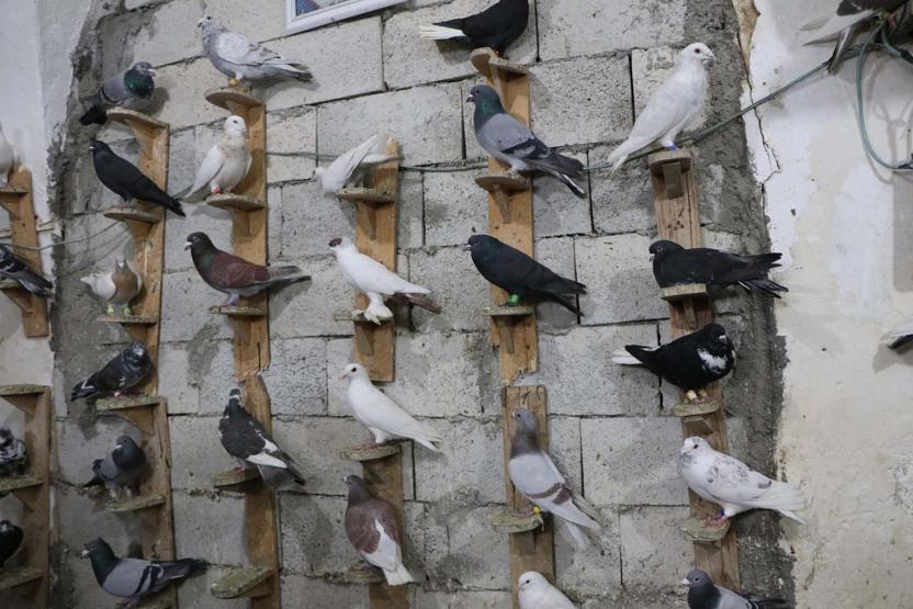 İhale usulü güvercin satışına yoğun ilgi