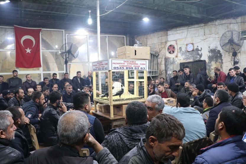 İhale usulü güvercin satışına yoğun ilgi