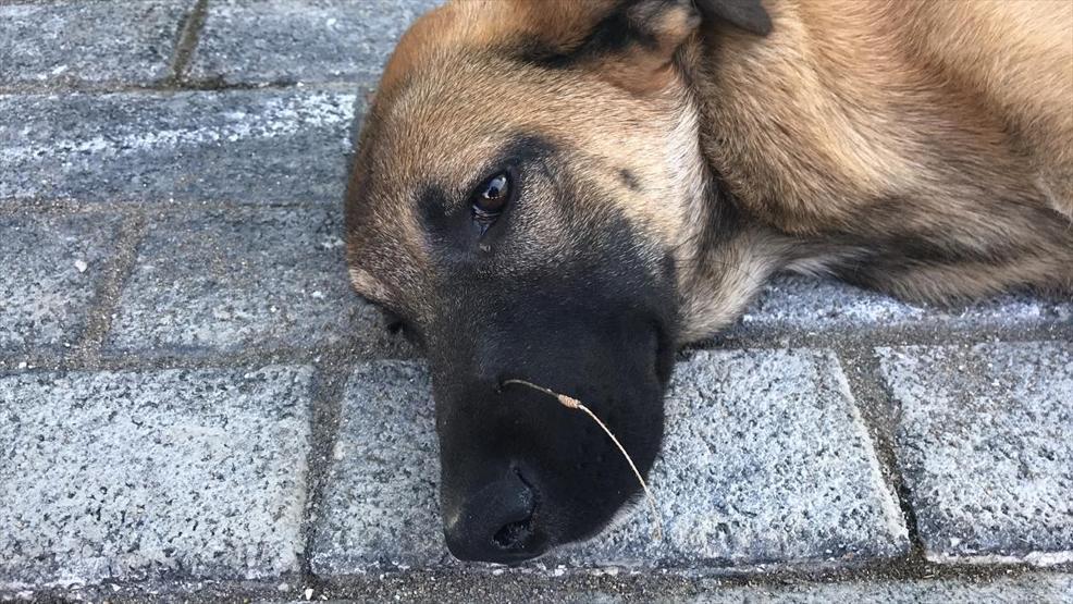 Olta iğnesi sokak köpeğinin burnuna battı