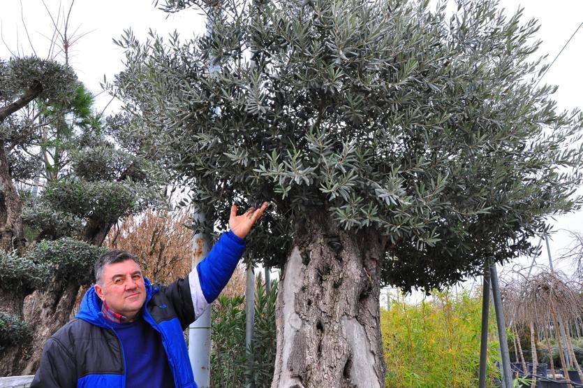 500 yıllık zeytin ağacının fiyatı 25 bin lira