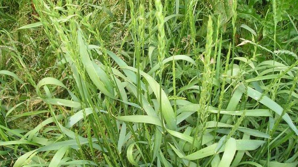 Böbrekleri temizlediği ortaya çıktı