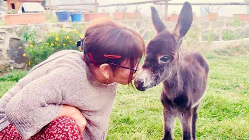 Sezen Aksudan sıpa açıklaması: O deli ben değilim