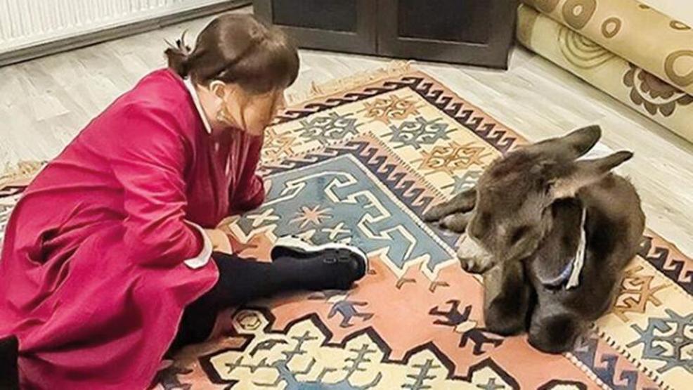 Sezen Aksudan sıpa açıklaması: O deli ben değilim
