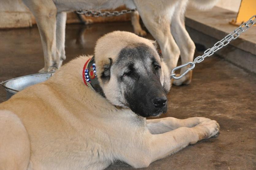 422 köpek birinci olmak için yarışacak