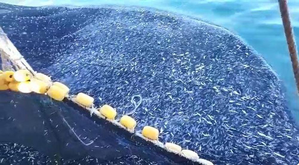 Teknenin hamsiyle dolup taştığı anlar kamerada: Tam 3 bin kasa