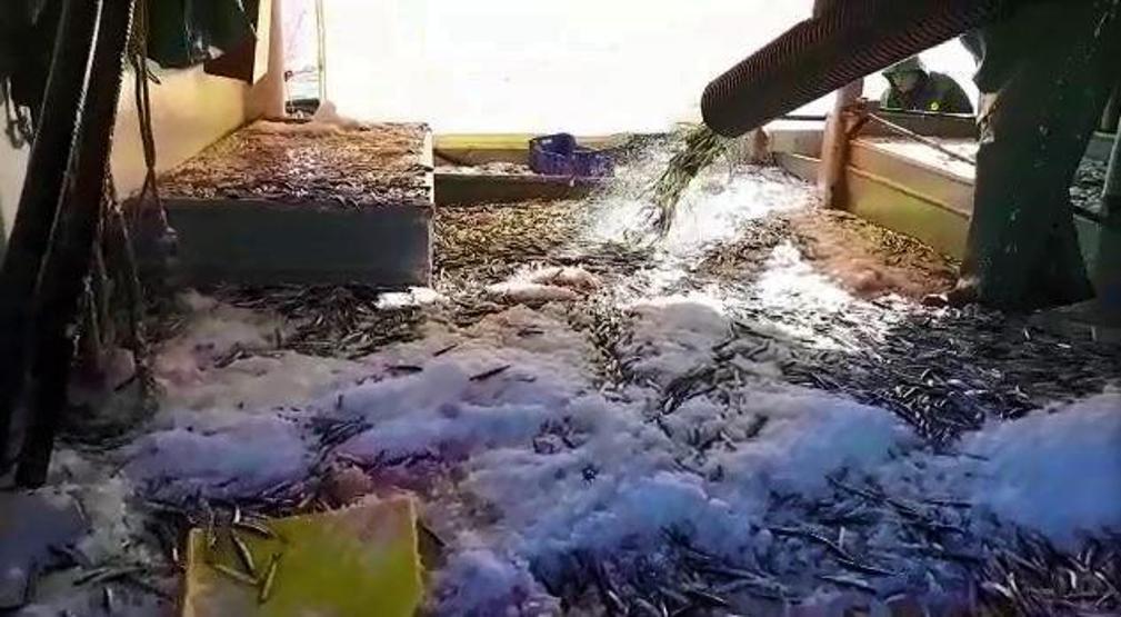 Teknenin hamsiyle dolup taştığı anlar kamerada: Tam 3 bin kasa