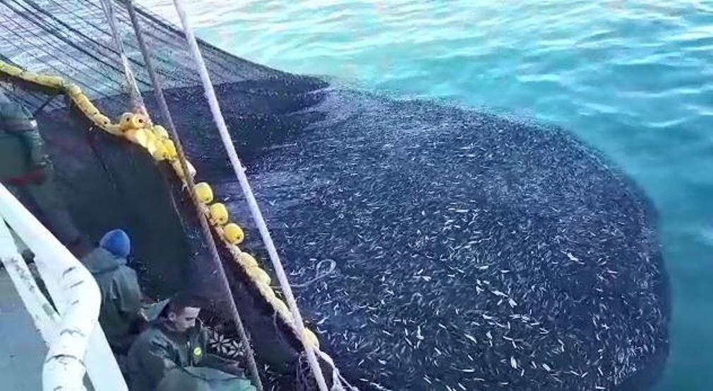 Teknenin hamsiyle dolup taştığı anlar kamerada: Tam 3 bin kasa