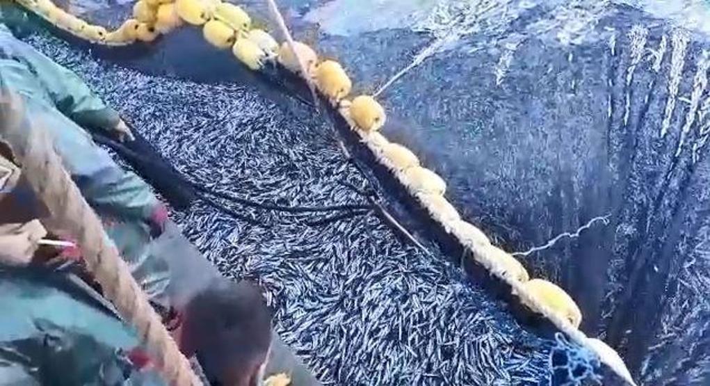 Teknenin hamsiyle dolup taştığı anlar kamerada: Tam 3 bin kasa