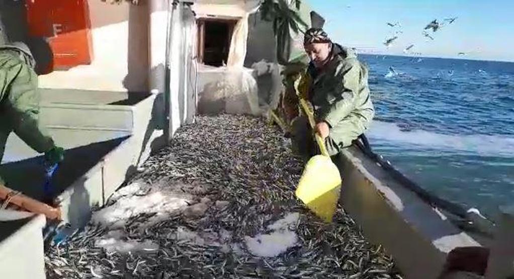Teknenin hamsiyle dolup taştığı anlar kamerada: Tam 3 bin kasa