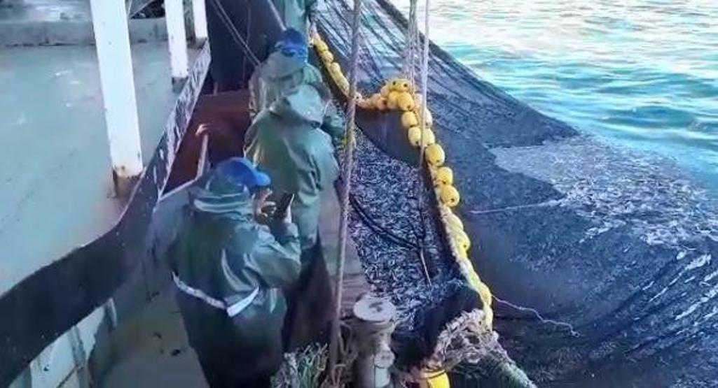 Teknenin hamsiyle dolup taştığı anlar kamerada: Tam 3 bin kasa