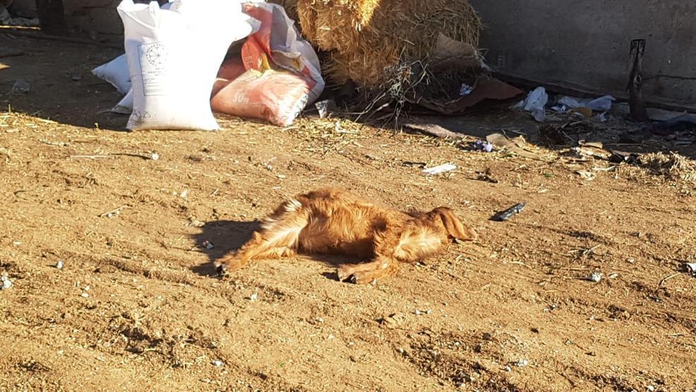 Kahramanmaraşta fırtına araçları hurdaya çevirdi