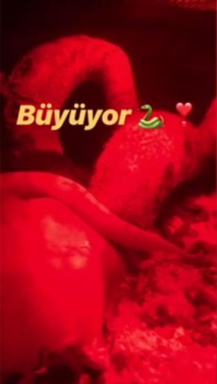 Yasemin Allenin piton sevdası